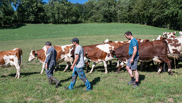 https://www.institut-lumiere.org/storage/file_manager_files/2025/05/ferme-des-bertrand.png