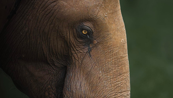 https://www.institut-lumiere.org/storage/file_manager_files/2026/05/hugo-hebbe-jungle.jpg